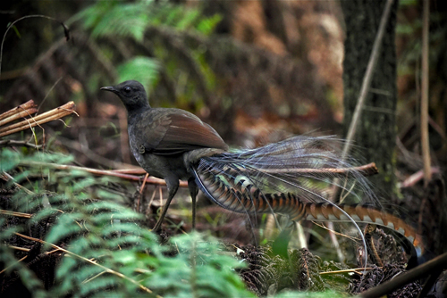 Dandenong Ranges Accommodation
